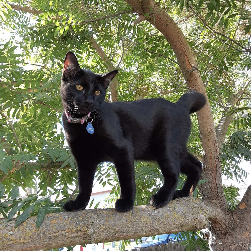 Moto says to shop on Posh!